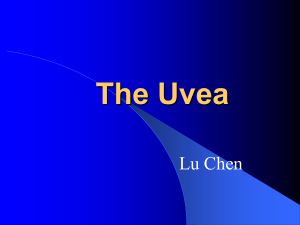 7-The UVEA (1)