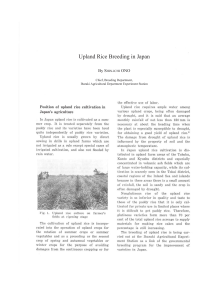 Upland Rice Breeding Japan