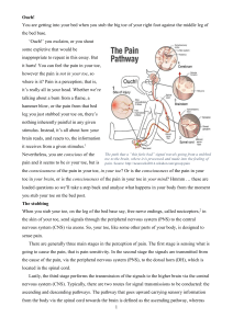 Pain Perception: From Toe to Brain