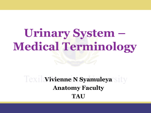 Urinary System MT (1)