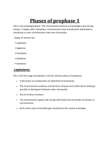 Phases of prophase 1