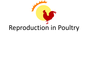 Reproduction in Poultry Linda Rist