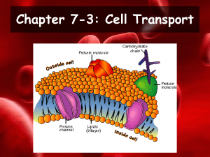 Chapter 7-3 Cellular Transportation