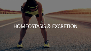 Homeostais & excretion