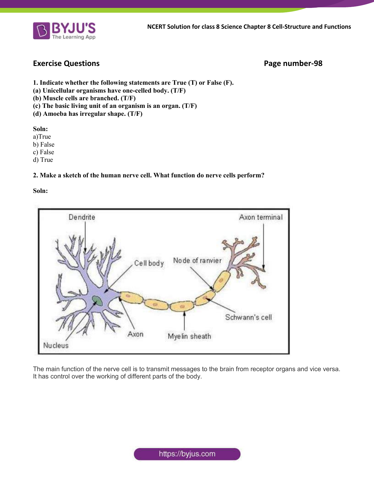 Nerve Cell Function | Nerve Cell Diagram | DK Find Out