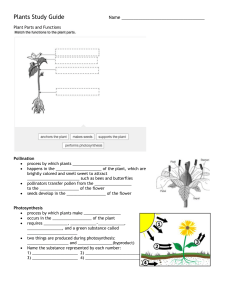 Plants Study Guide- 5th Grade Science