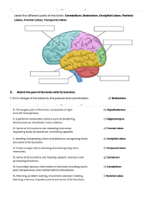 Brain Section Diagram Worksheet