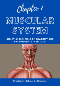 Anatomy & Physiology (Chapter 7  Muscular System)