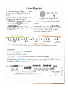Cellular Respiration Notes (completed)