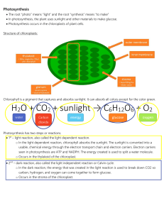 Biology Typed Notes - Phototsynthesis, CR, Energy Flow 