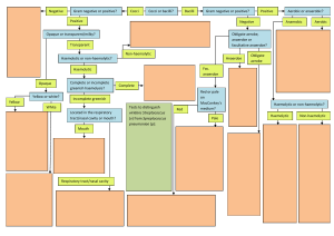 Bacterial Identification Flowchart WITHOUT STUFF TEST URSELF X