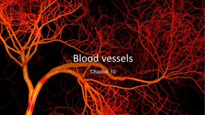Chapter 10 - Blood Vessels
