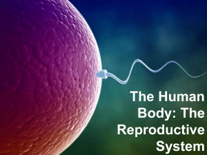 2.-Reproductive-System