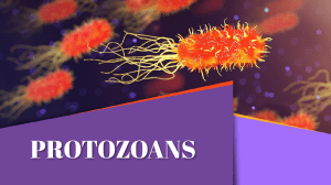 Wk 4 PROTOZOANS Protozoans (1)