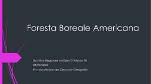 Foresta Boreale Americana