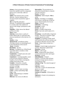 Glossary of Anatomical Terms