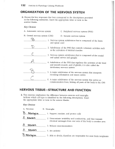 Nervous system worksheet