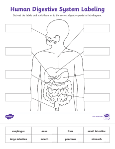 us2-s-156-human-digestive-system-labeling-activity-sheet-english