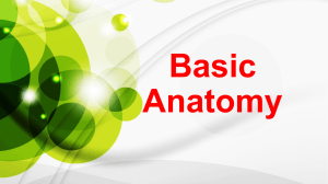 Basic Anatomy 