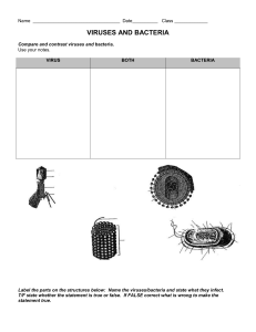 VIRUSES AND BACTERIA Worksheet (1)