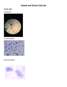 Cheek and Onion Cell Lab images