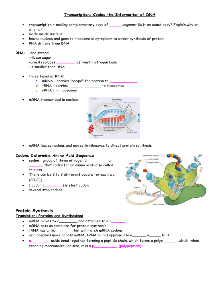 protein synthesis essay questions