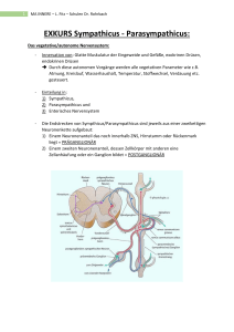 EXKURS Sympathicus