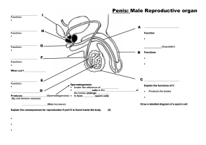 1.1 one pager Male Reproductive System 32671