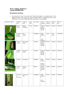 Insect Pests in Rice & Corn: Identification & Control