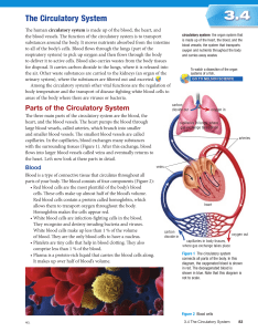 3.4 The Circulatory System