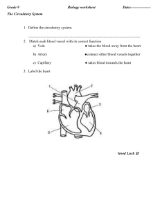 the heart worksheet