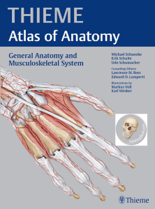 Anatomia 01 Thieme atlas of anatomy - general anatomy and musculoskeletal system