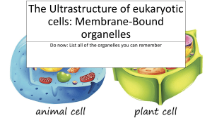 The Ultrastructure of eukaryotic cells