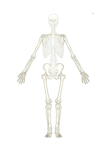 Blank Skeleton