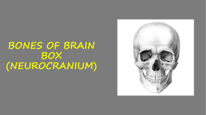 9.Bones of brain box (neurocranium)