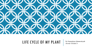 Life Cycle Of My Plant