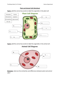 Plant and Animal Cells Labelling Worksheet