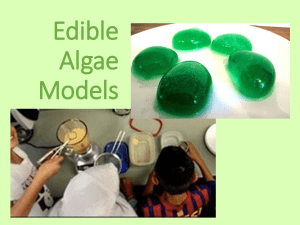 Edible Algae Lab