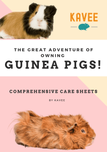 Guinea Pig Care Sheets 40dd210b-3cd1-4445-ac23-55fbba4726d6