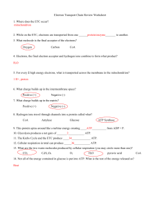 Electron-Trans-Chain-Works-answers-1g6y3g1
