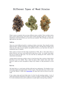 Different Types of Weed Strains
