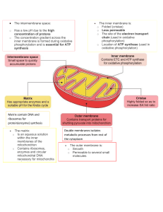 Mitochondria Structure 