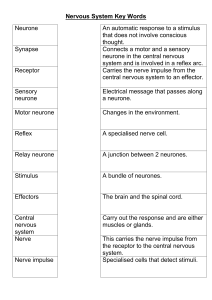 Nervous Nervous system key words worksheet