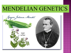 C4, Mendelian Genetics (1)