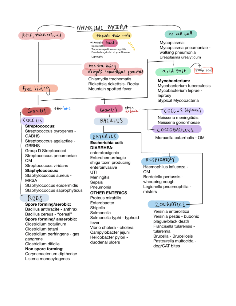 Bacteria Chart