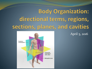 Body organization directional terms Review Game 2016