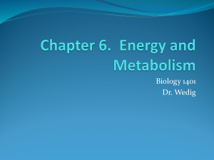 BIOL 1406 Ch. 6 Energy and Metabolism PowerPoint