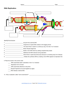 DNA Replication - Labeling