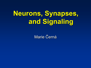 032-Neurons-Synapses-and-Signaling (1)