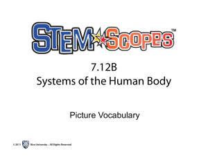 Stemscope Organ System Vocabulary
